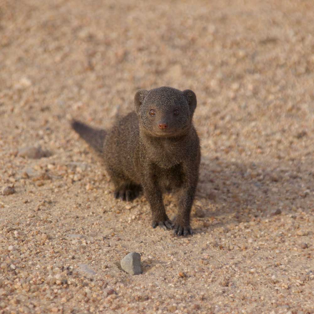 Kruger Mongoose