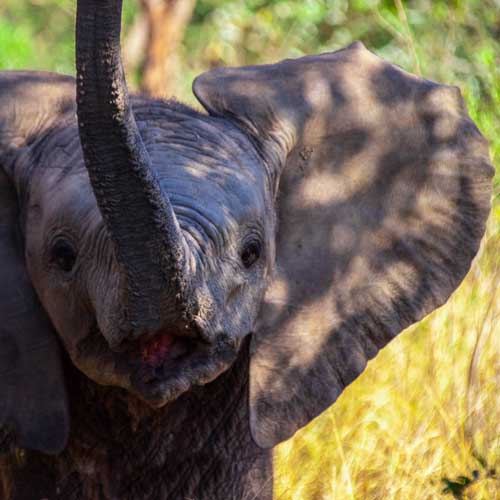 Kruger baby elephant
