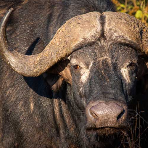 Kruger buffalo