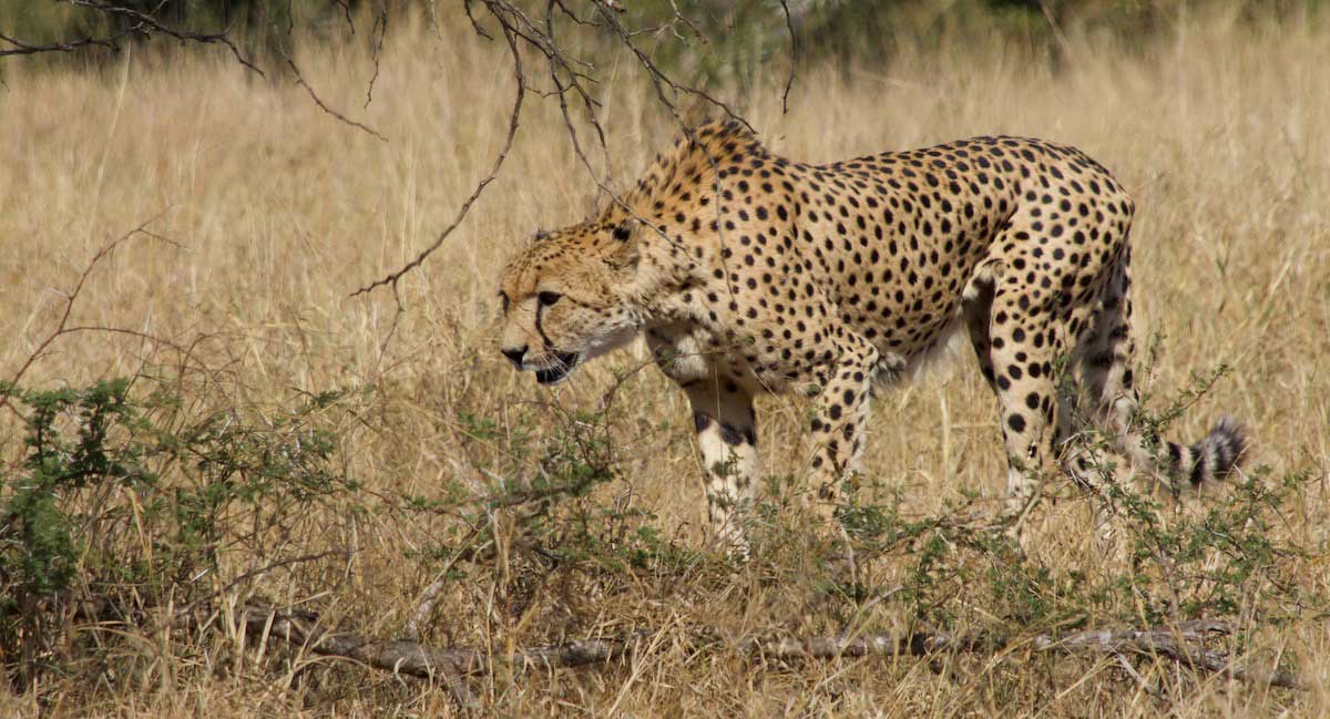 cheetah in Kruger Park