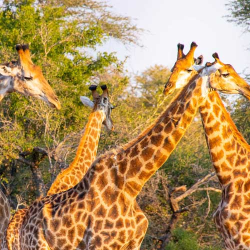 Kruger giraffes