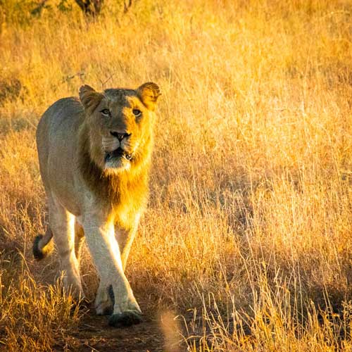 Kruger Young Male Lion