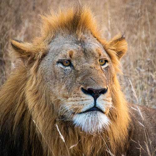 Kruger Older Male Lion